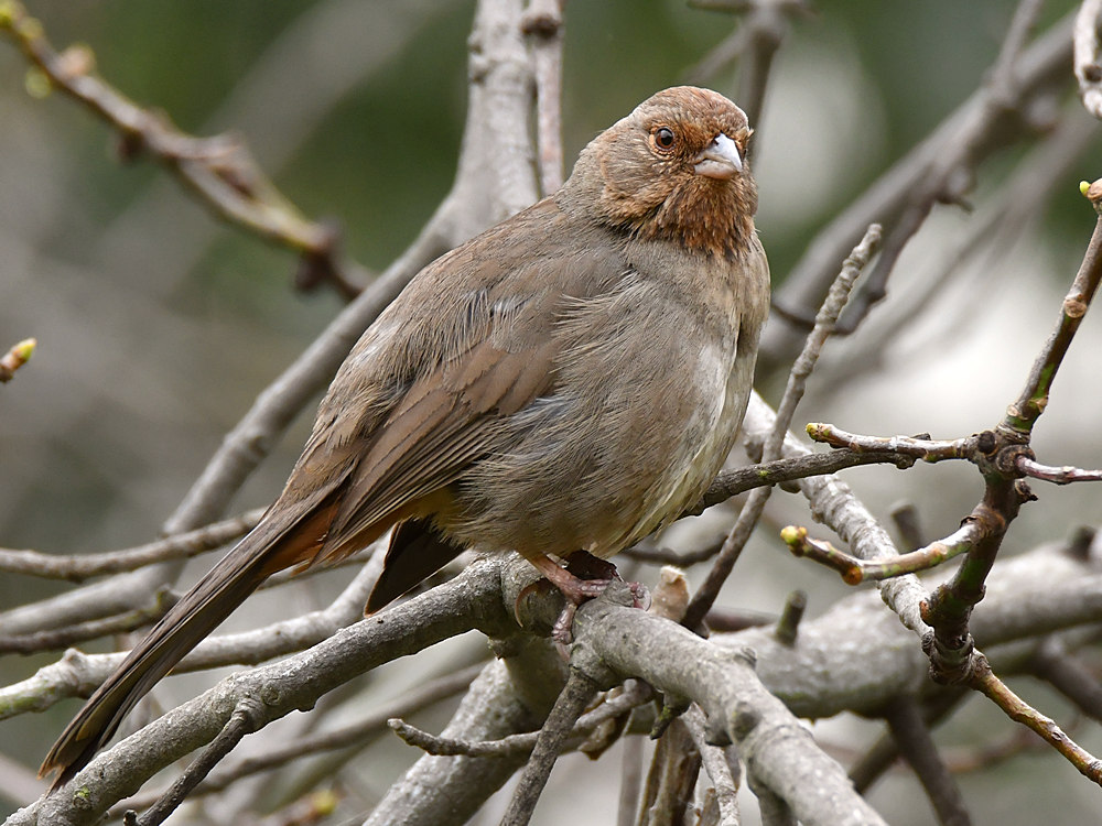 Towhee.jpg