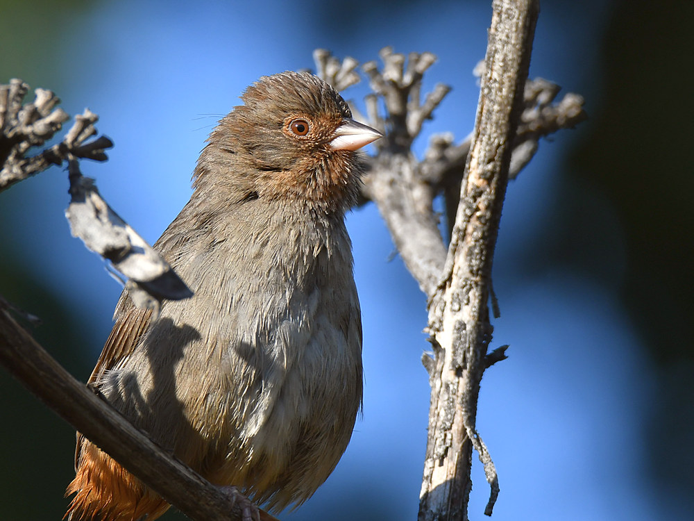 Towhee.jpg