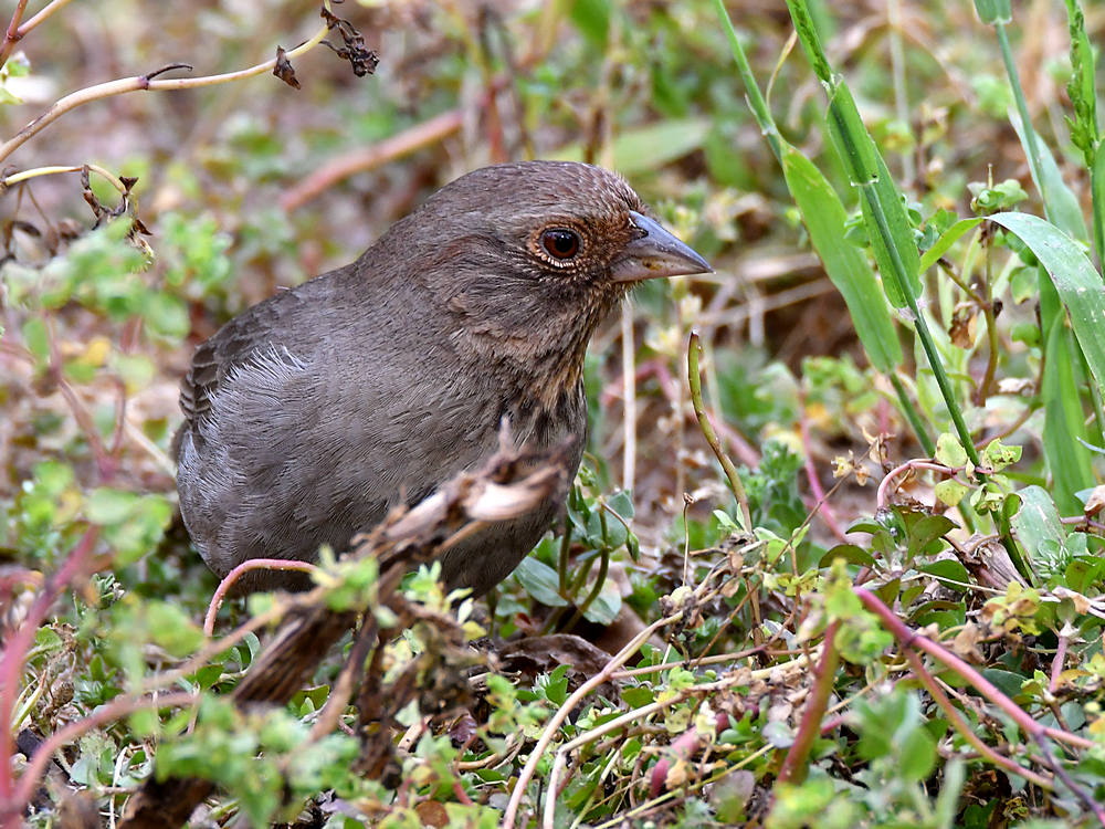 Towhee.jpg