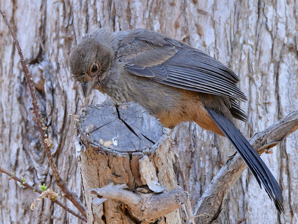 Towhee.jpg