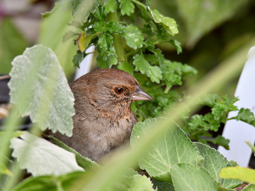 Towhee.jpg