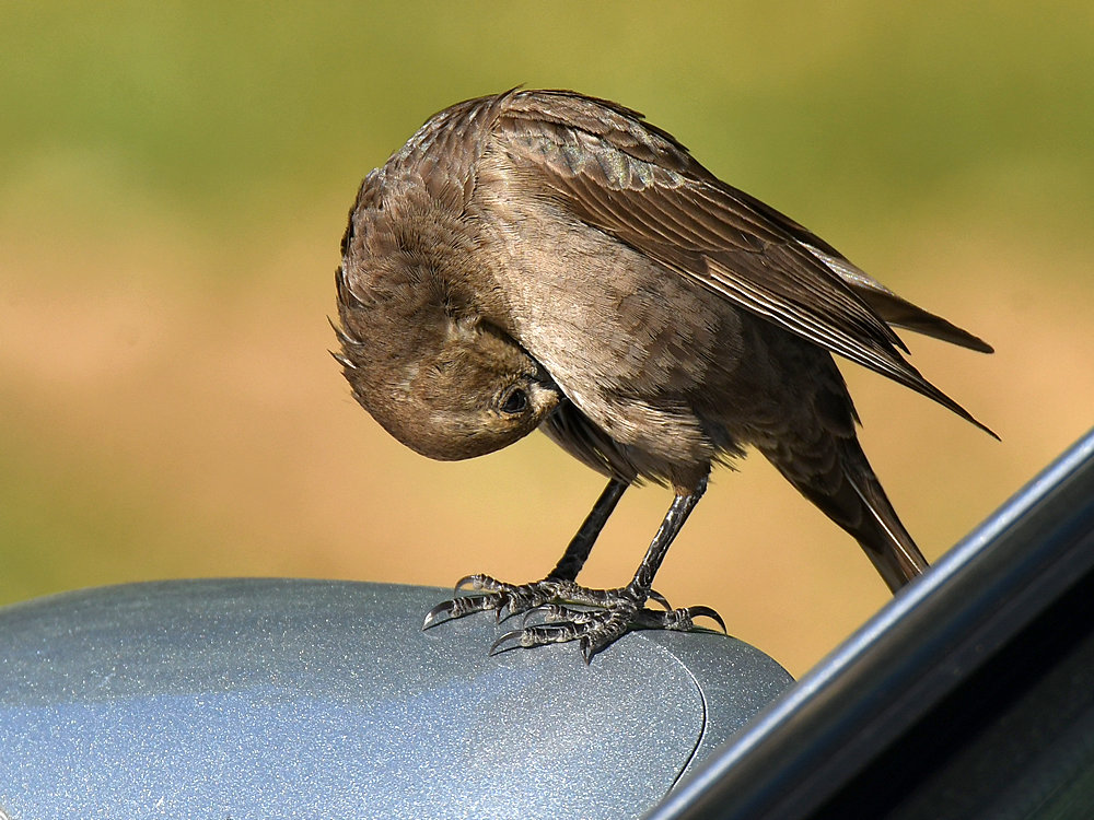 Towhee.jpg