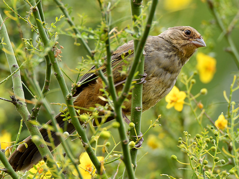 Towhee.jpg