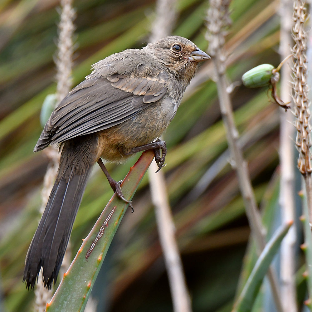 Towhee.jpg