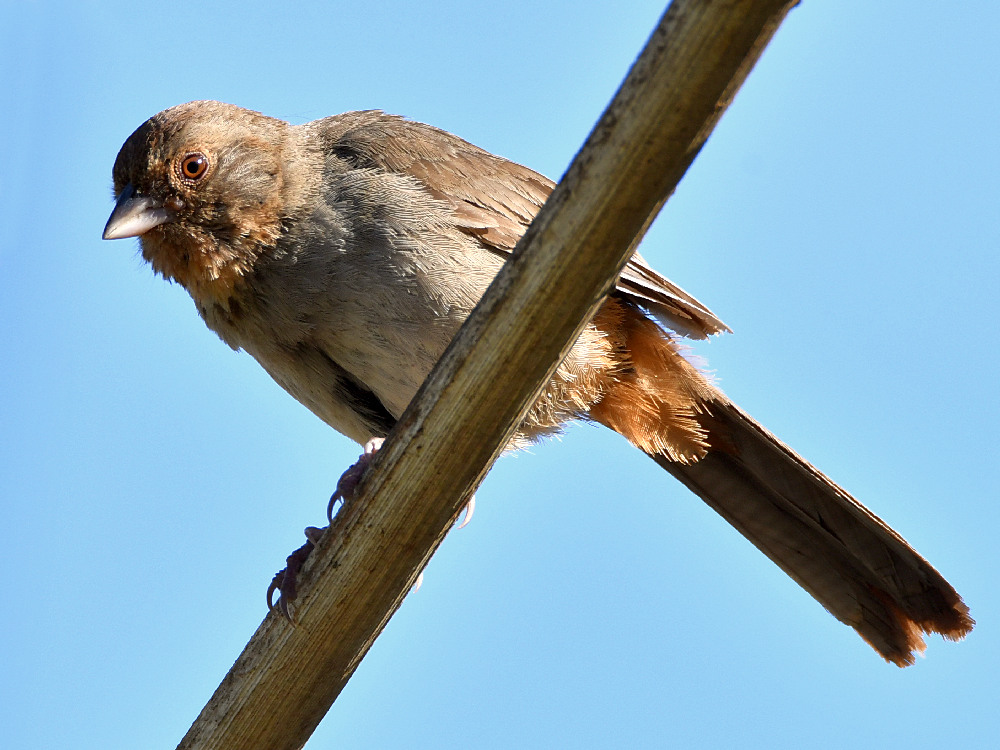 Towhee.jpg