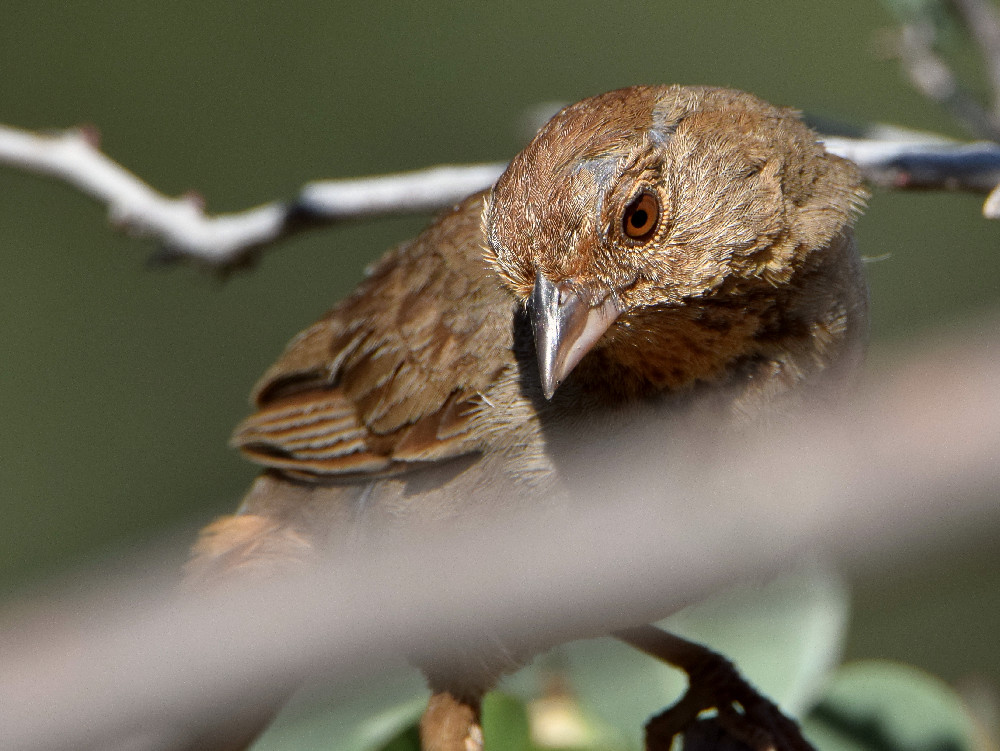 Towhee.jpg