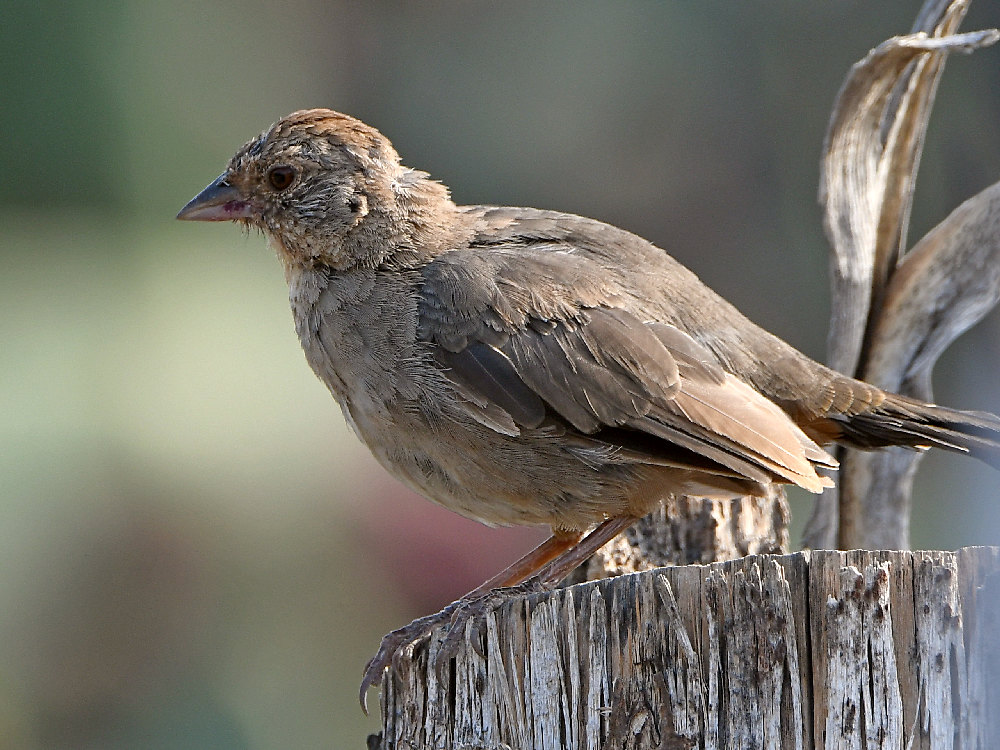Towhee.jpg