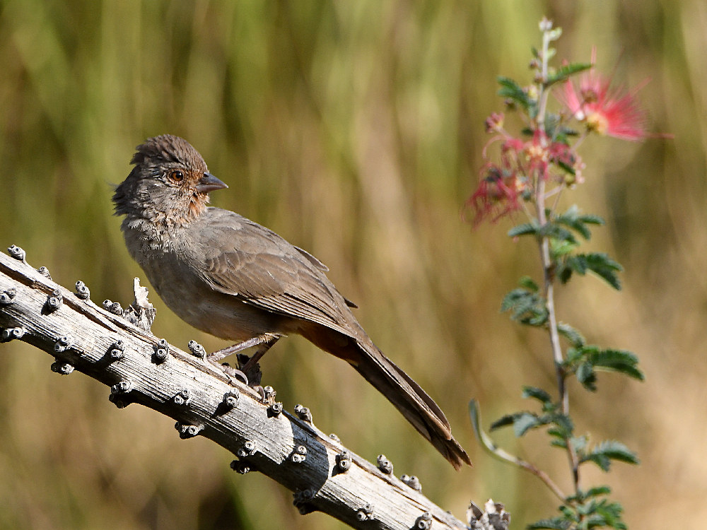 Towhee.jpg