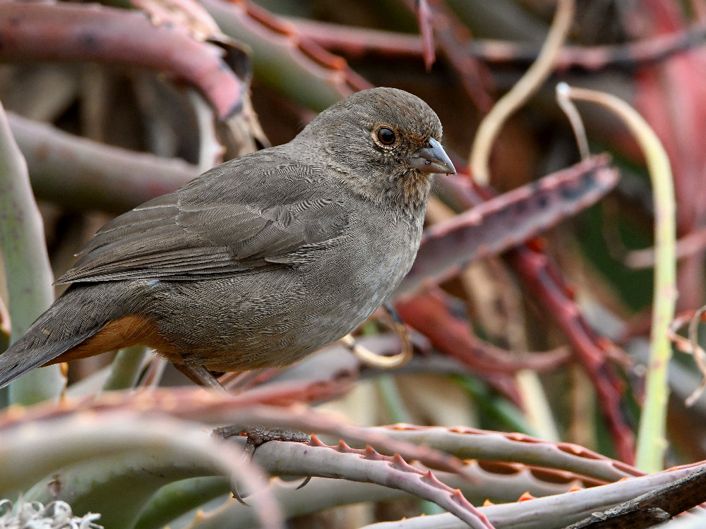 Towhee.jpg