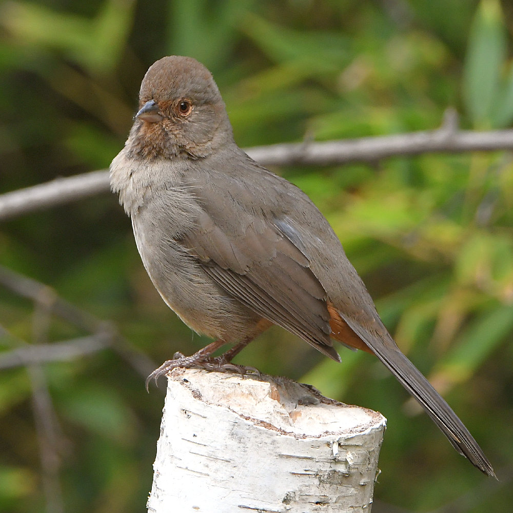 Towhee.jpg