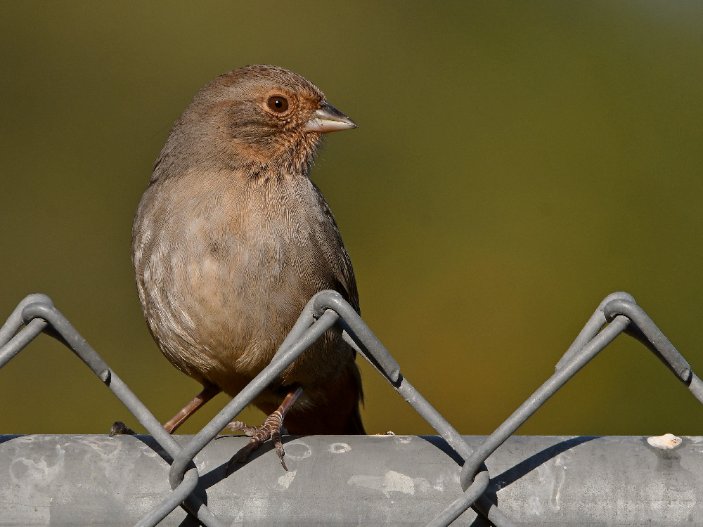 Towhee.jpg