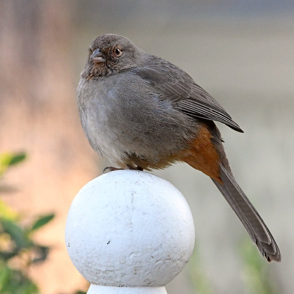 Towhee.jpg