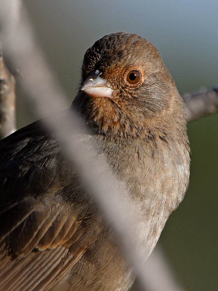 Towhee.jpg