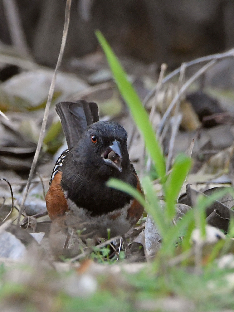 Towhee.jpg