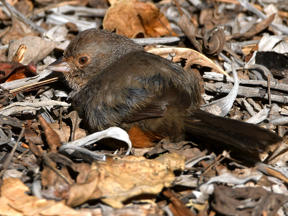 Towhee.jpg