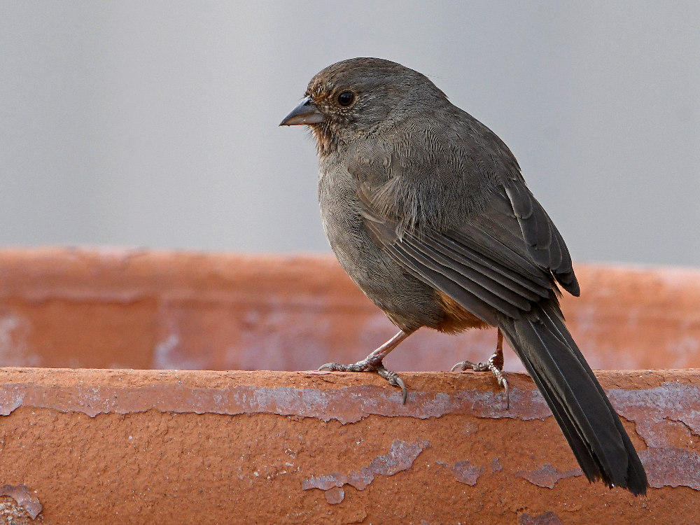 Towhee.jpg