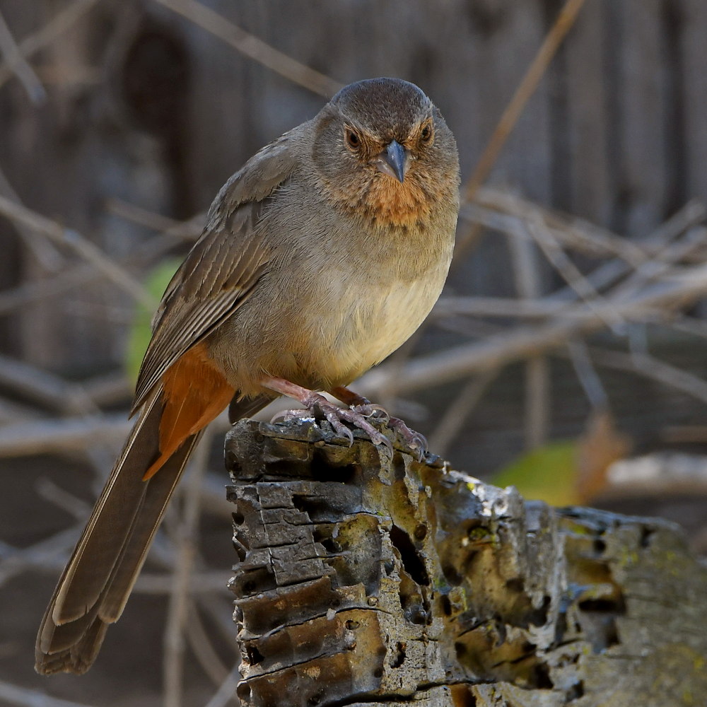 Towhee.jpg