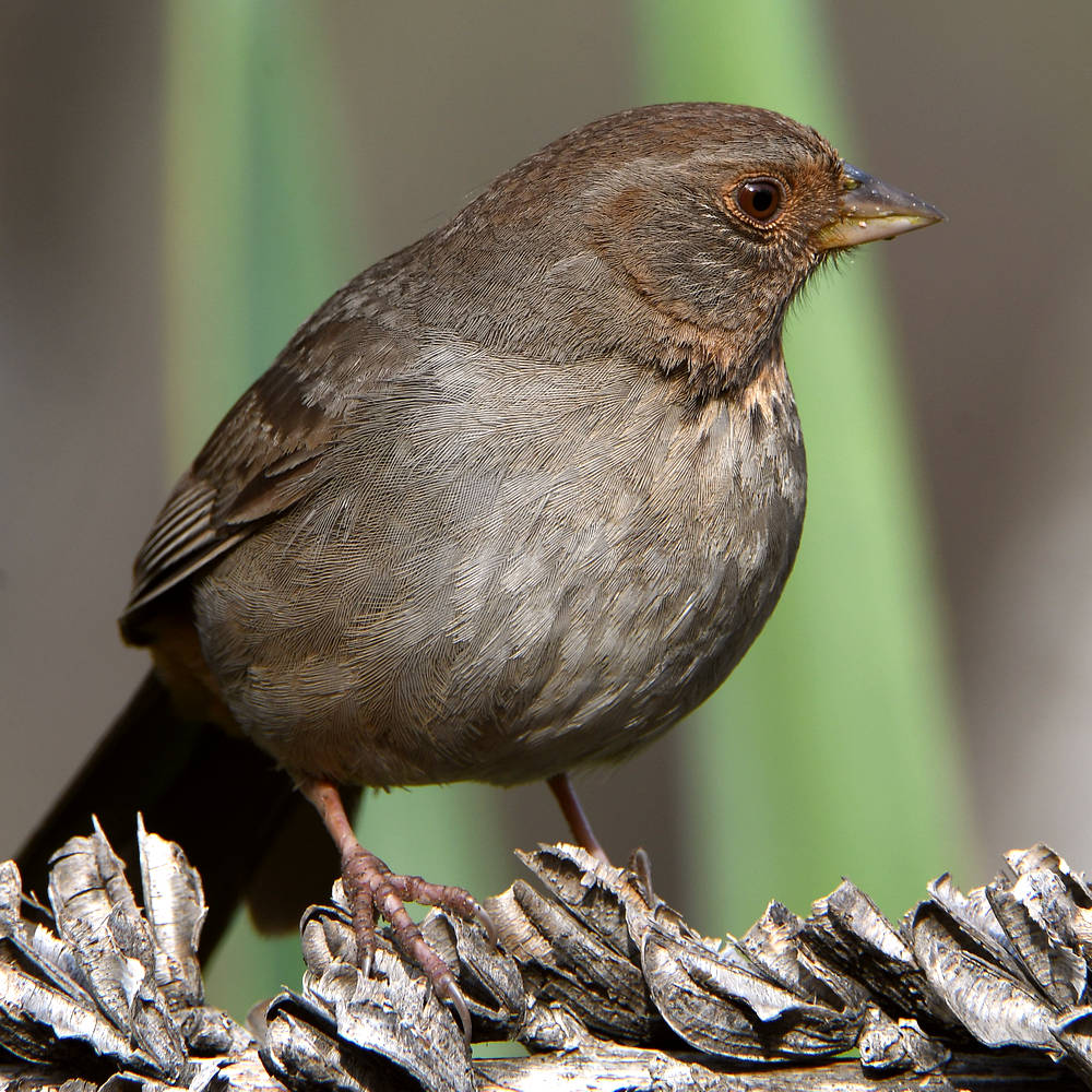 Towhee.jpg