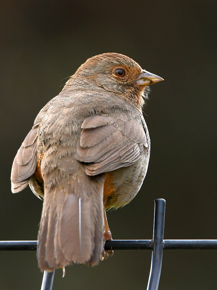 Towhee.jpg
