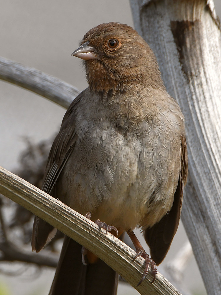 Towhee.jpg