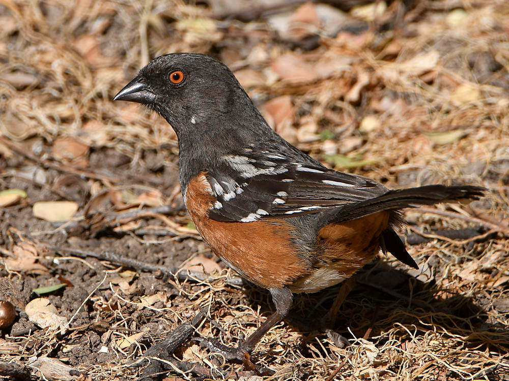 Towhee.jpg