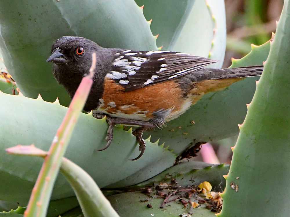 Towhee.jpg