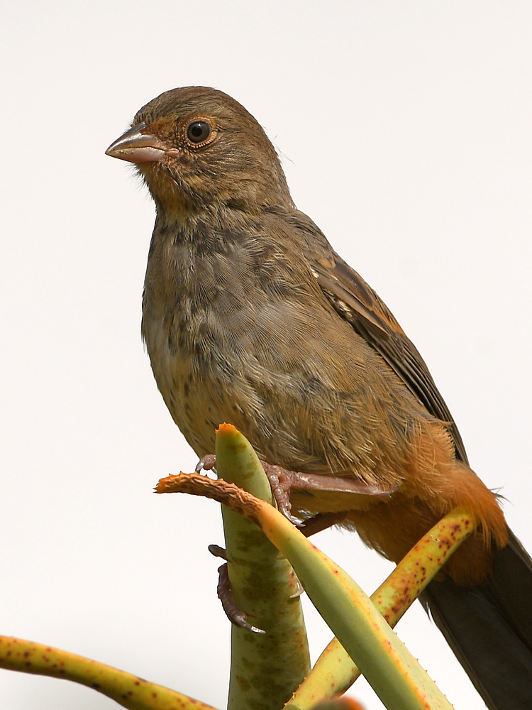Towhee.jpg