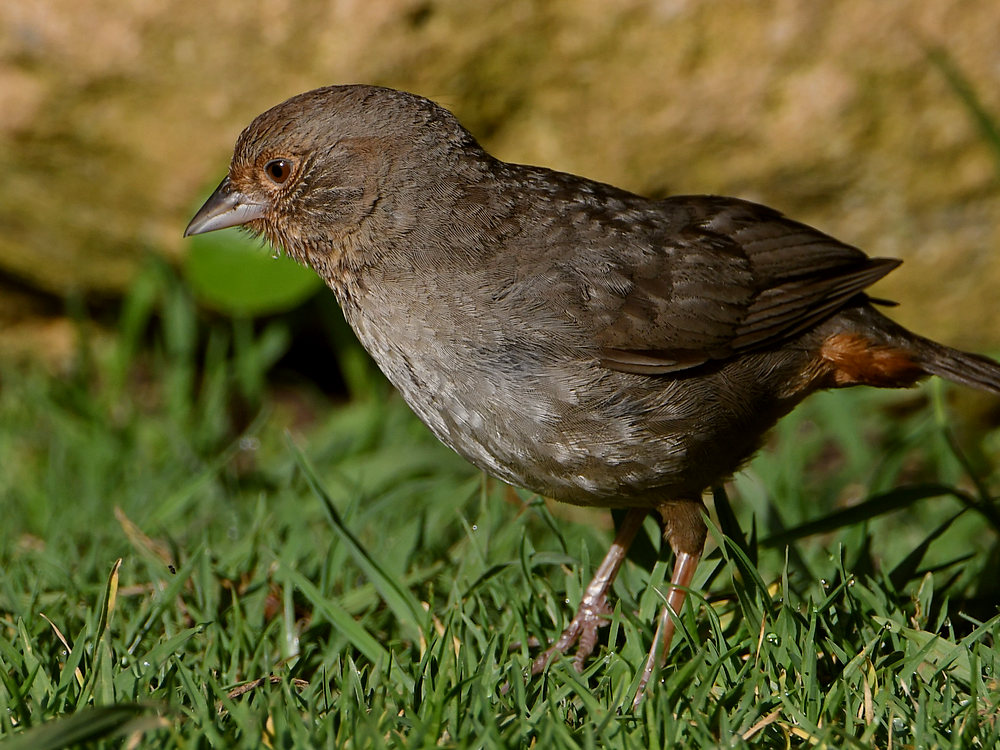 Towhee.jpg