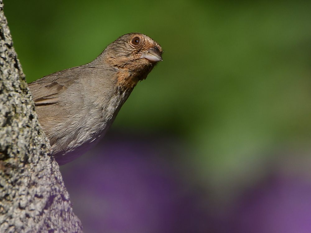 Towhee.jpg