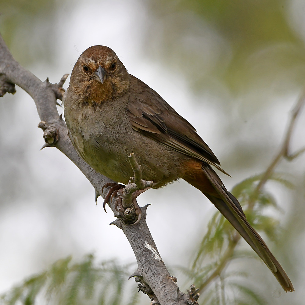 Towhee.jpg