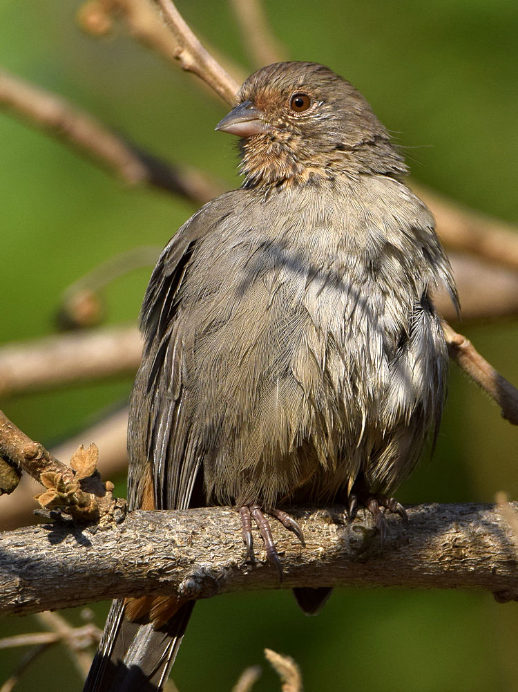 Towhee.jpg