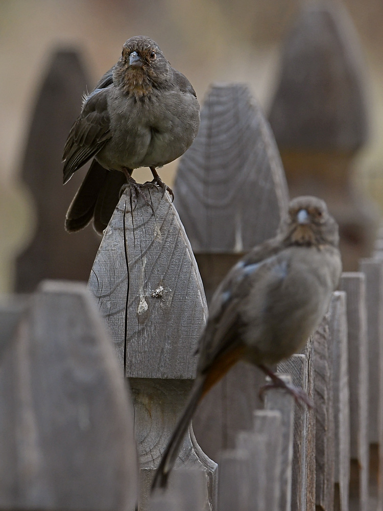 Towhee.jpg