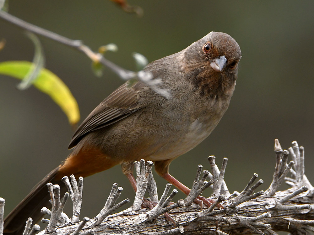 Towhee.jpg
