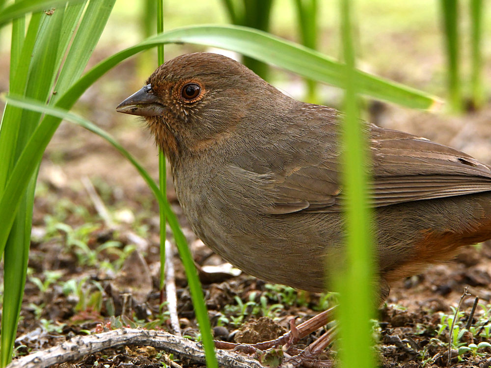 Towhee.jpg