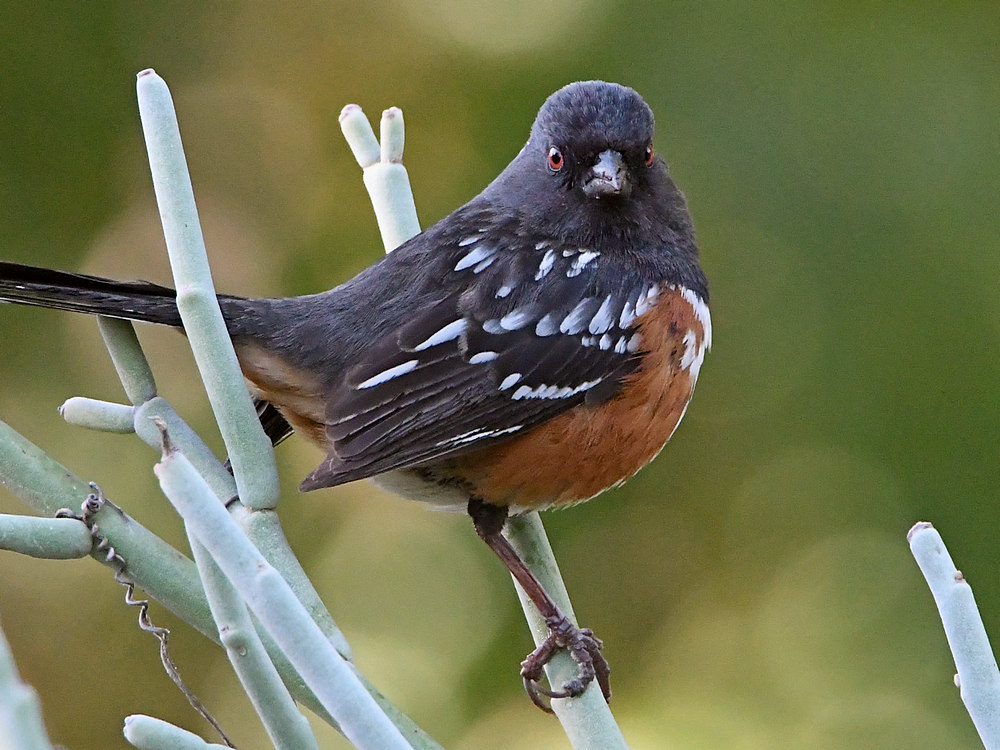 Towhee.jpg