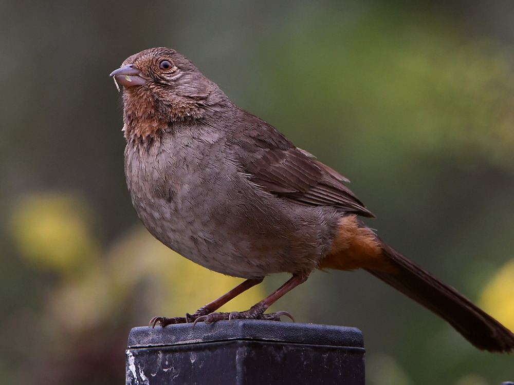 Towhee.jpg