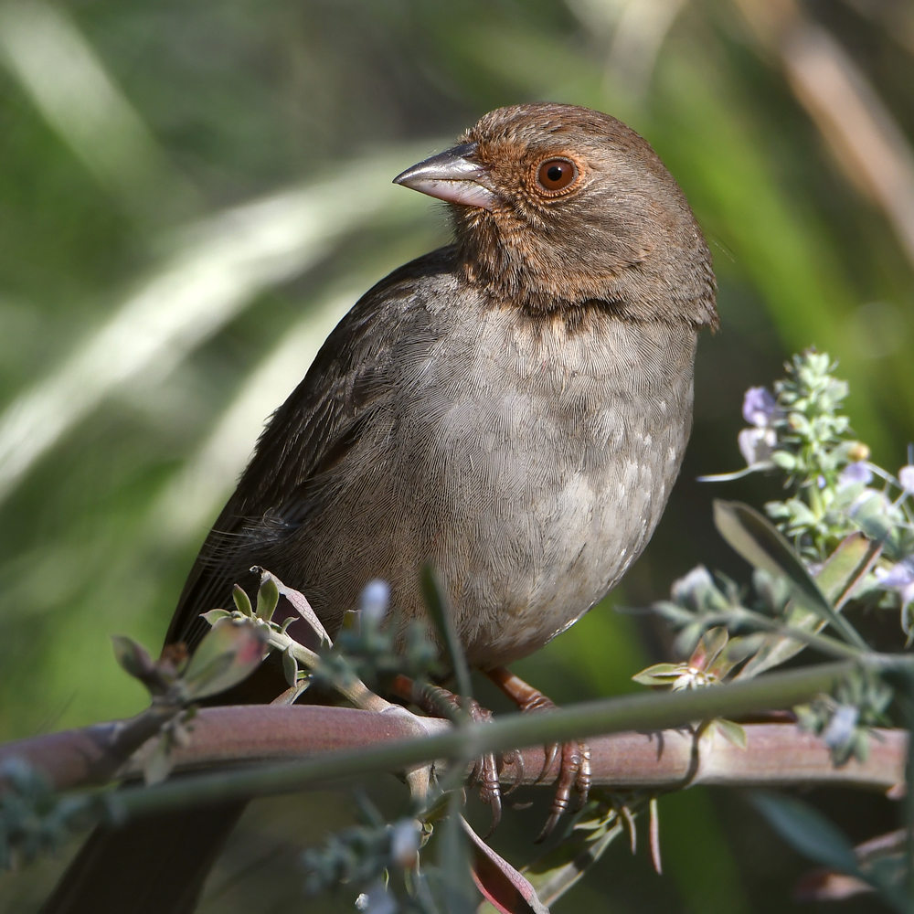 Towhee.jpg