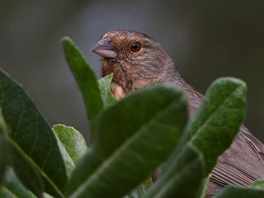 Towhee.jpg