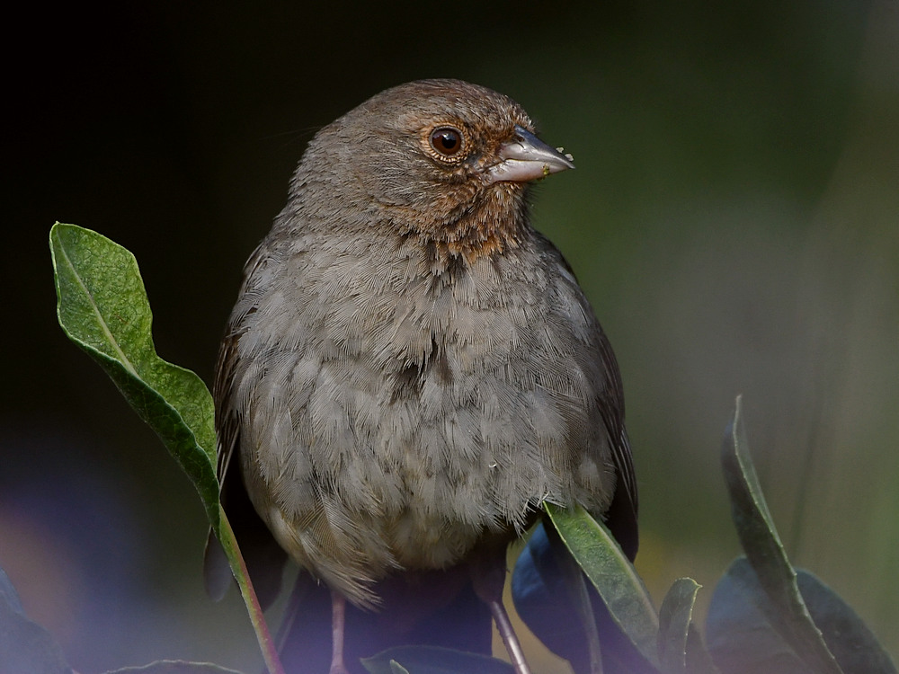 Towhee.jpg