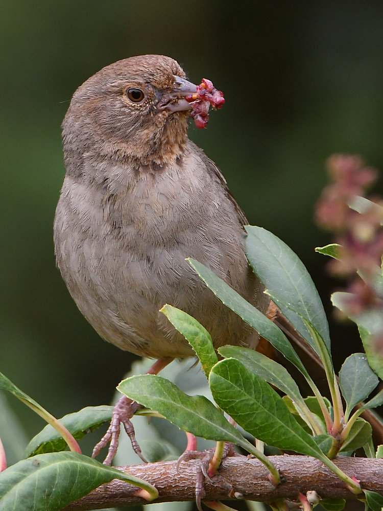 Towhee.jpg