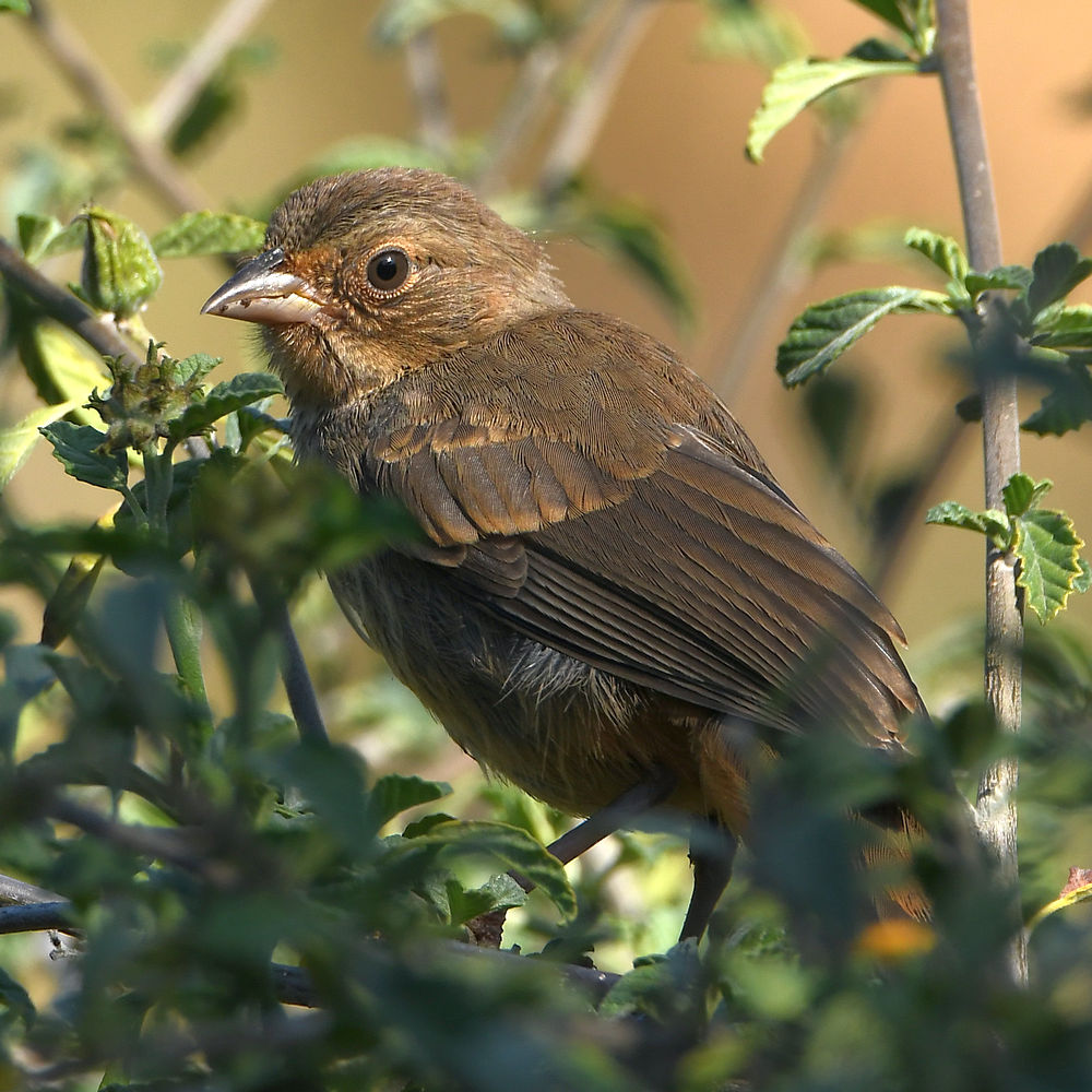 Towhee.jpg