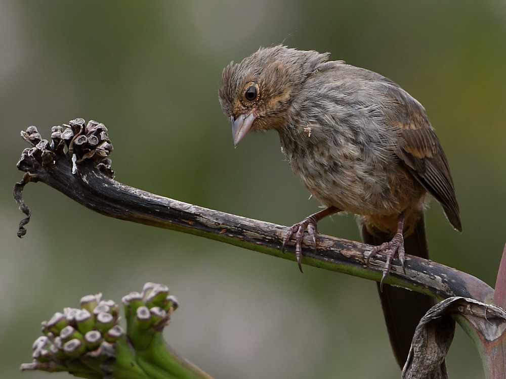 Towhee.jpg