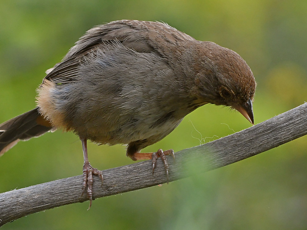Towhee.jpg