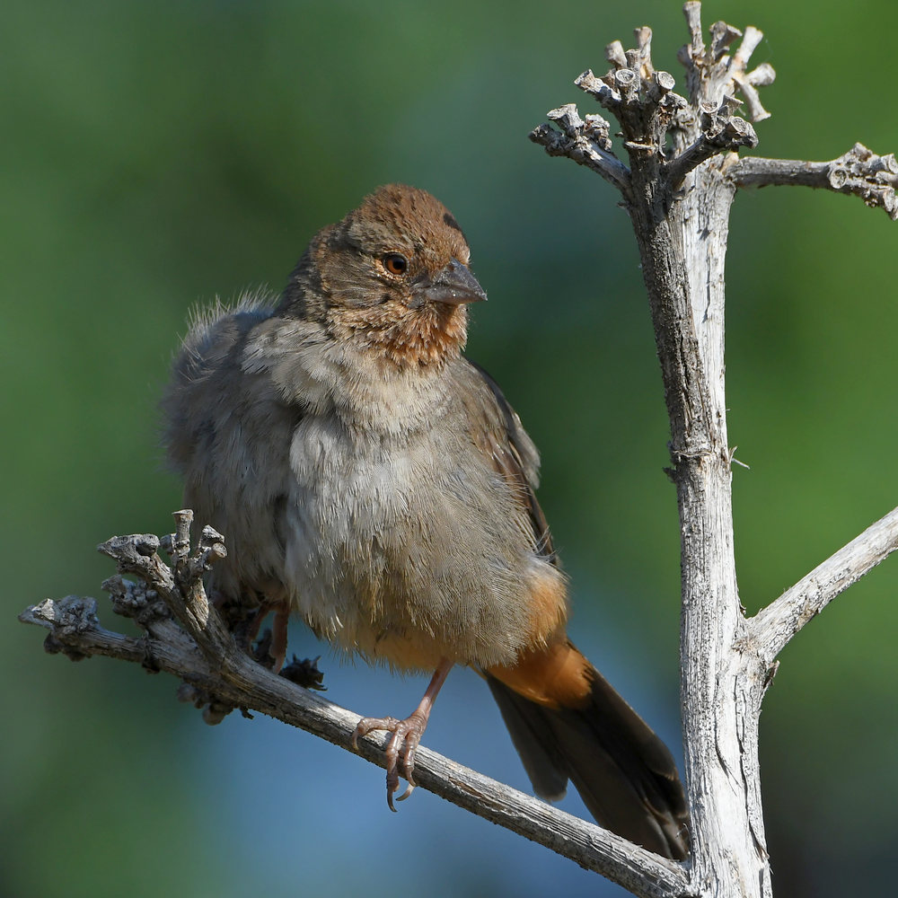 Towhee.jpg