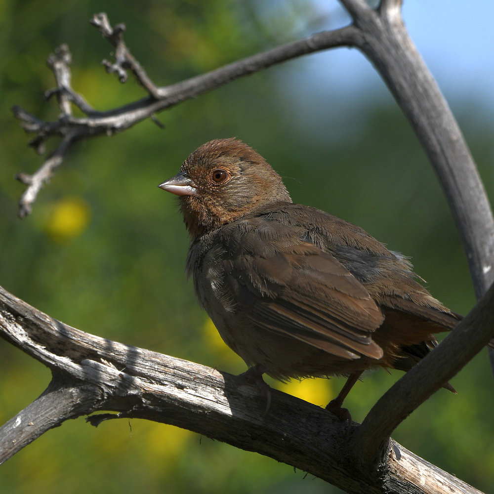 Towhee.jpg