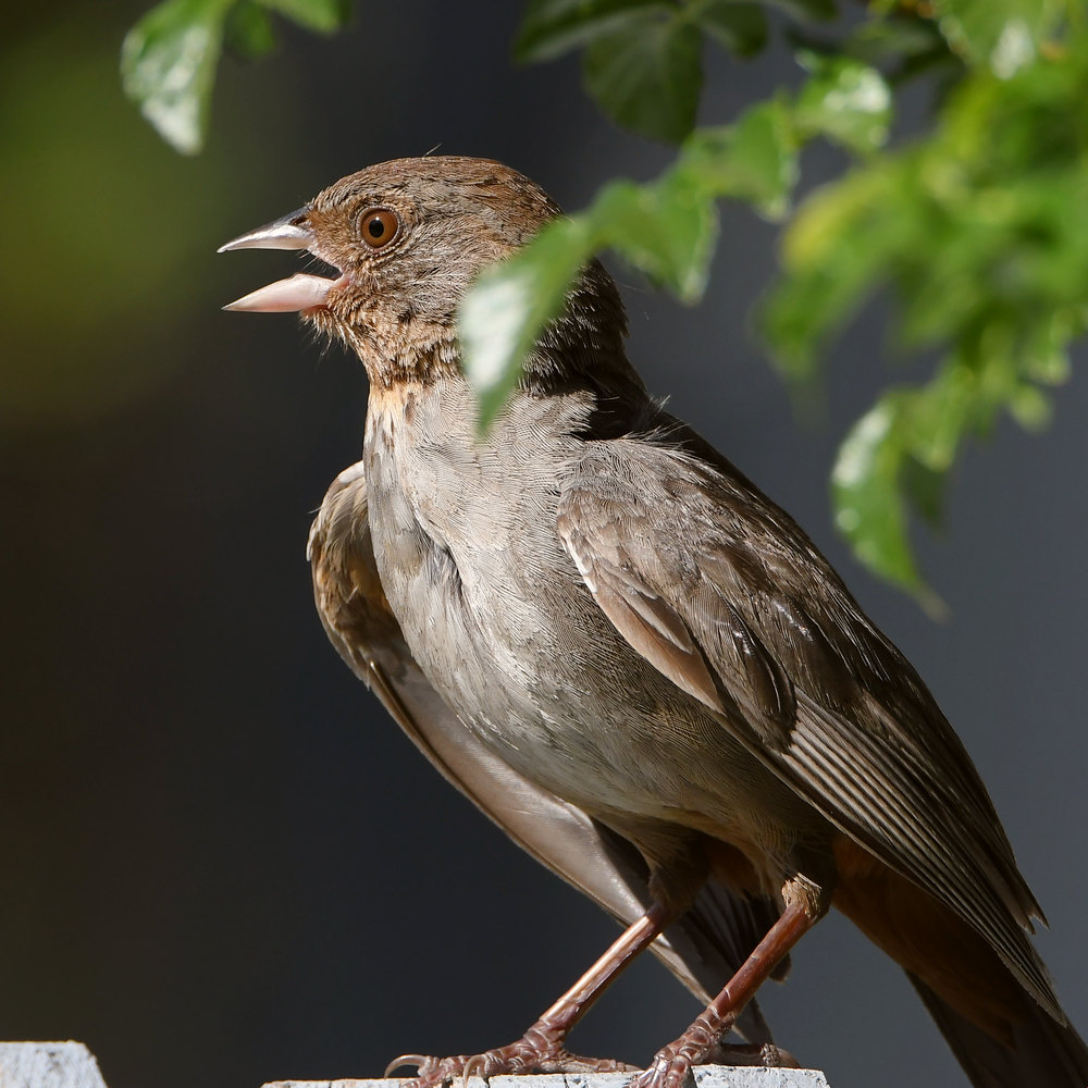 Towhee.jpg