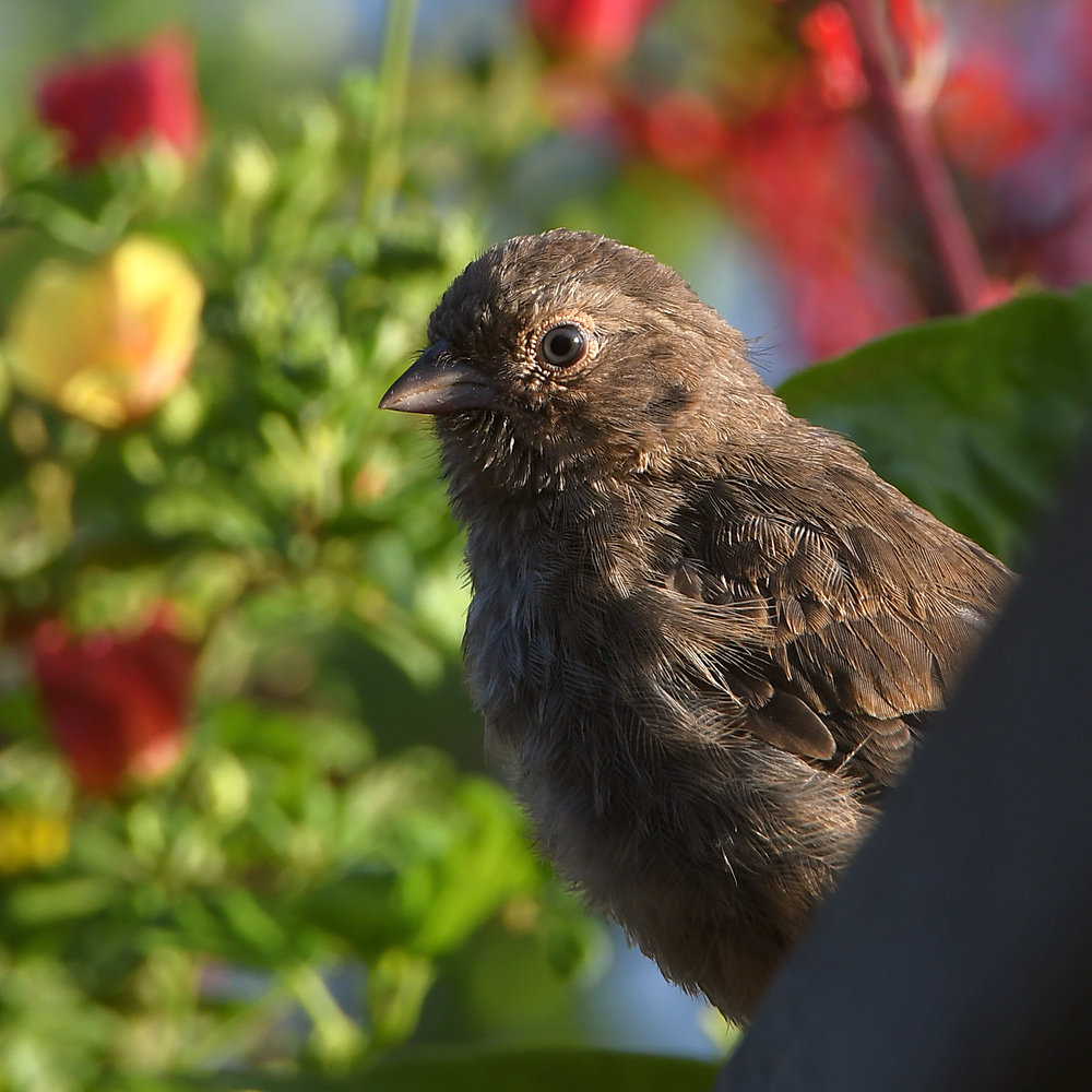 Towhee.jpg