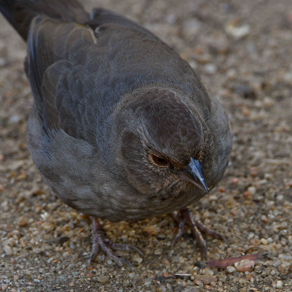Towhee.jpg