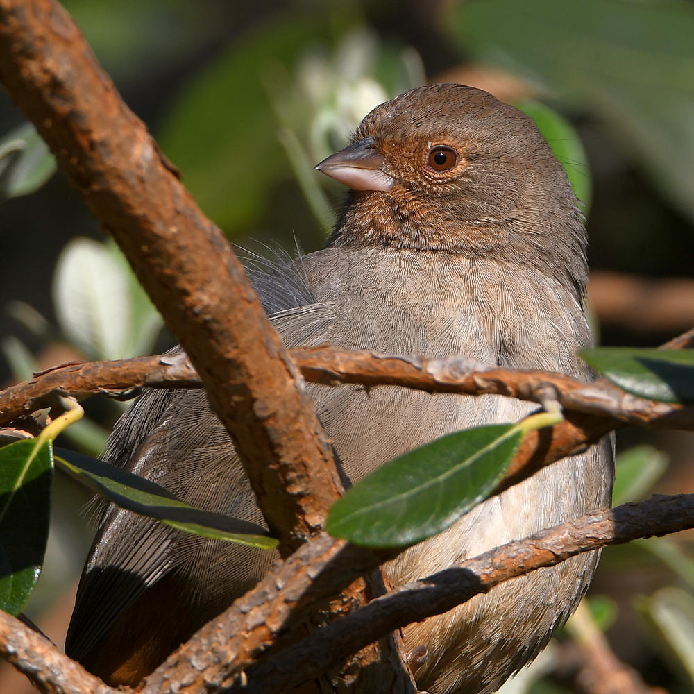 Towhee.jpg