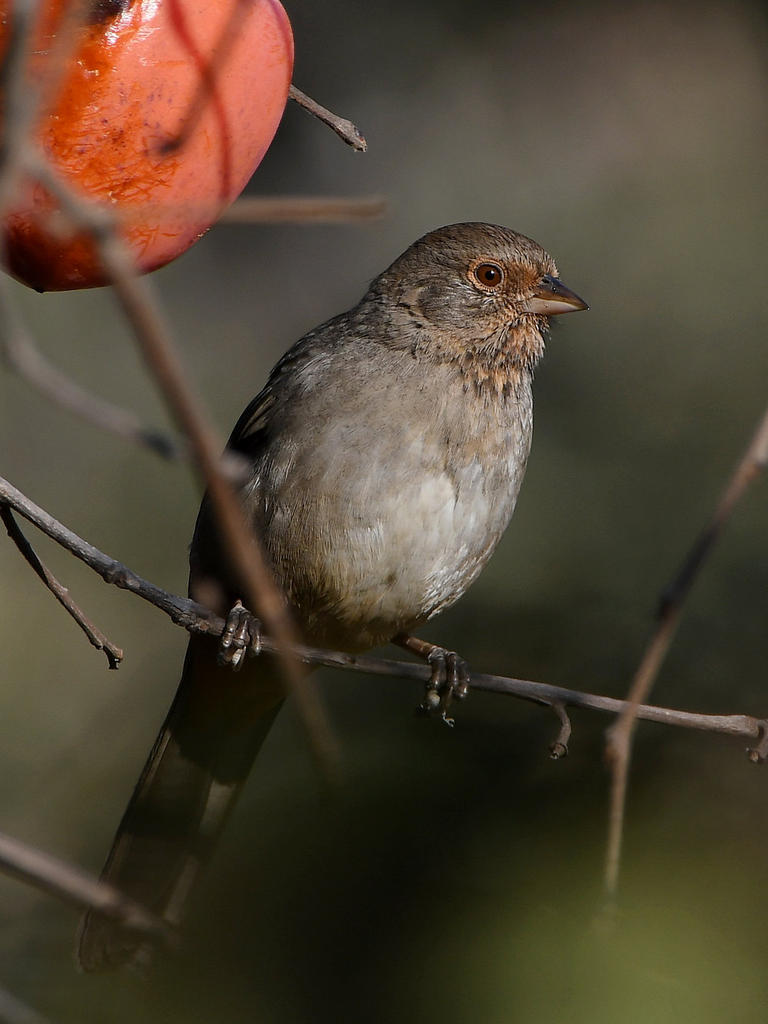Towhee.jpg